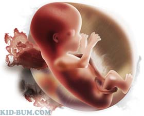 ребенок в утробе, тринадцатая неделя беременности, 13 nedelya rebenok v utrobe